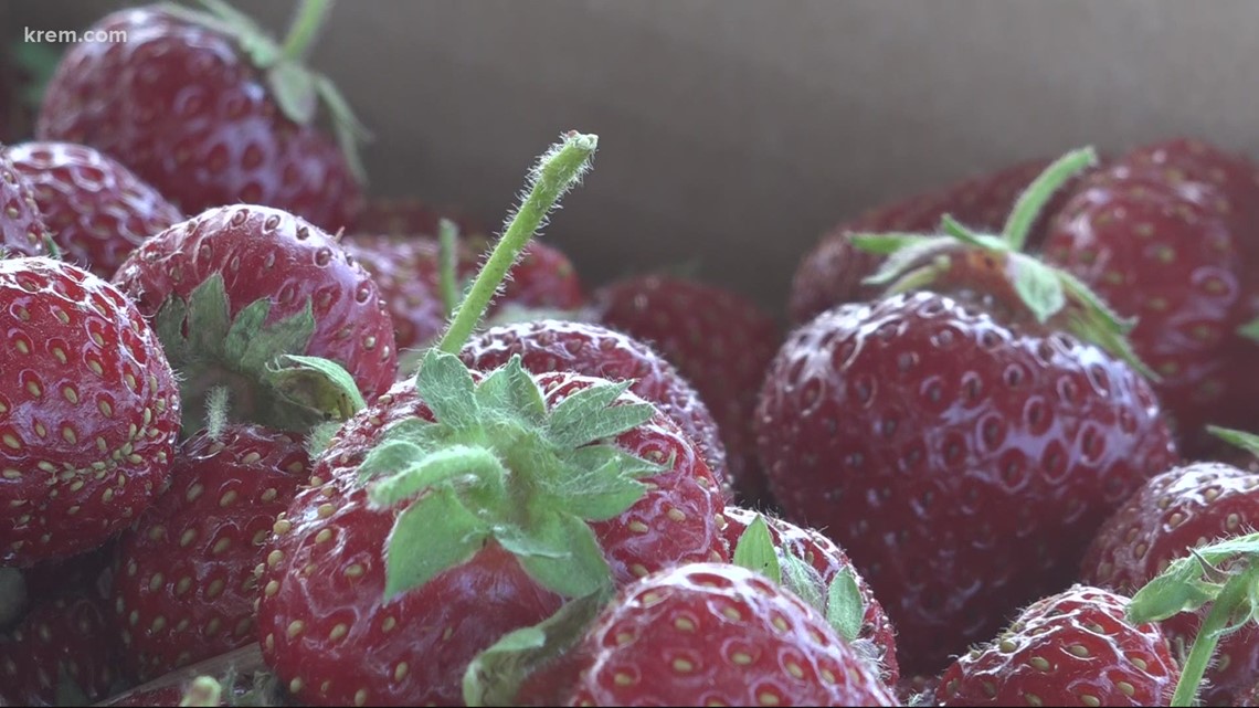 Where to go strawberry picking in Green Bluff