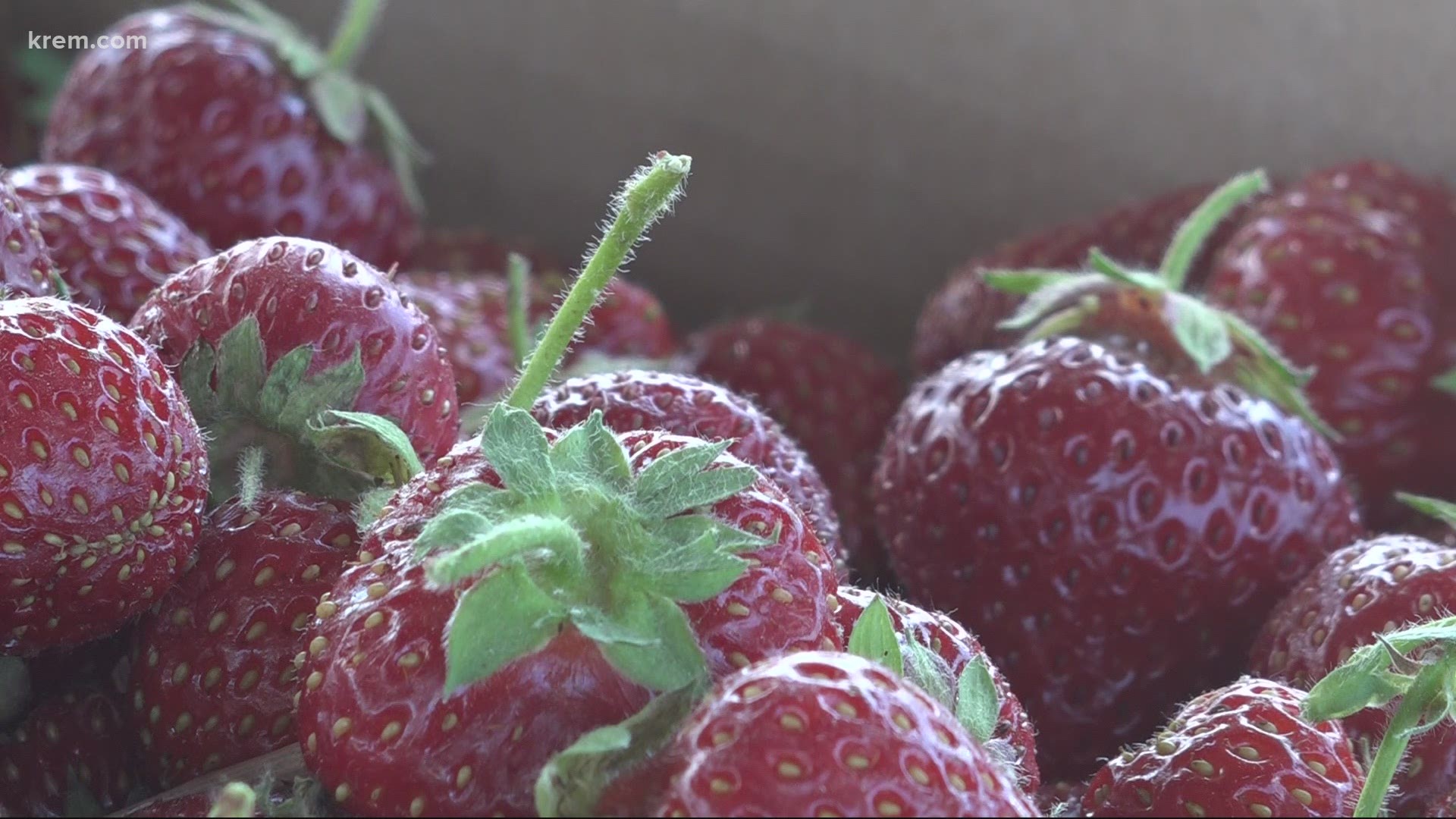 Temperatures in the hundreds aren't suitable for strawberries, which is why Walters' Fruit Ranch is inviting the community to come get them while they are ripe.