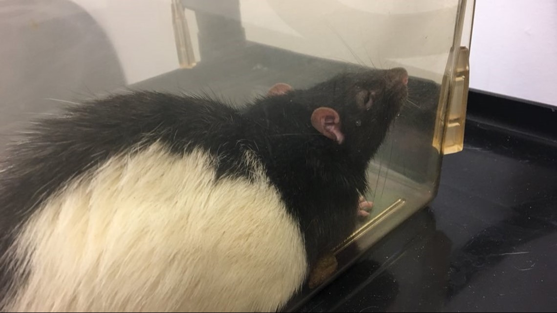 Munchies into medicine WSU scientist studies rats' eating habits