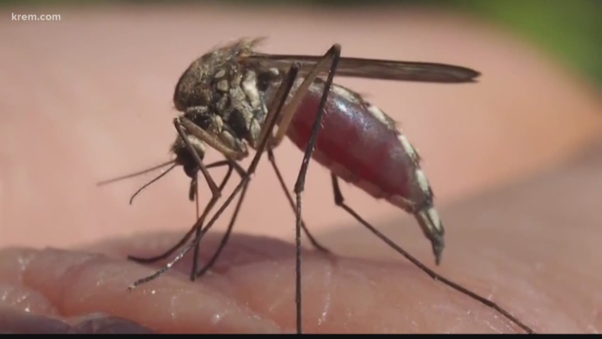 here-s-how-you-can-avoid-biting-black-flies-this-summer-krem