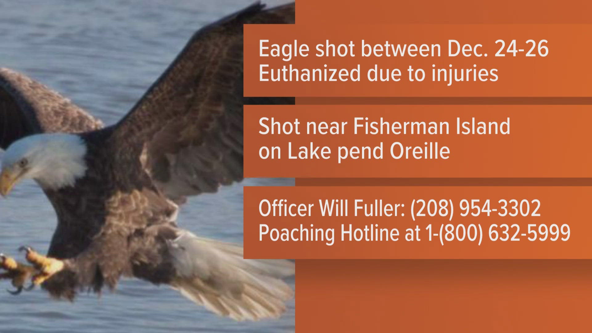 Bald eagle shot and killed near Sandpoint, IDFG seeks information ...