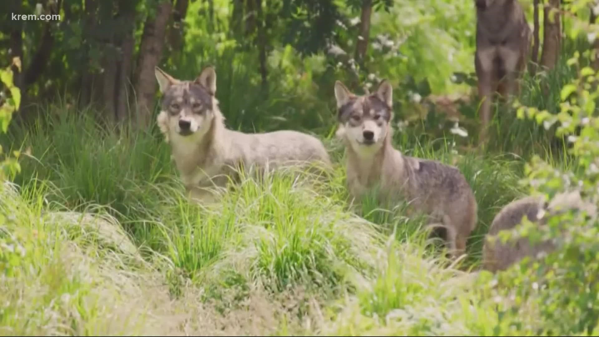 Wolves are still endangered in Washington but not in neighboring Idaho.