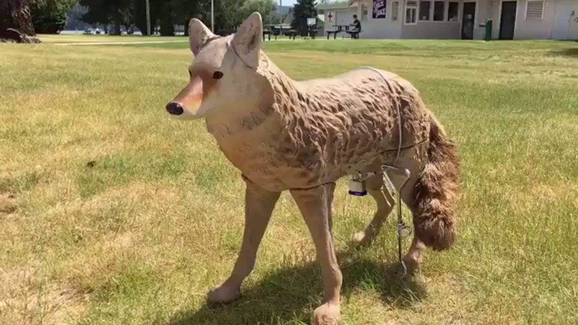 Sandpoint uses fake coyotes, scent to scare nuisance geese off beach