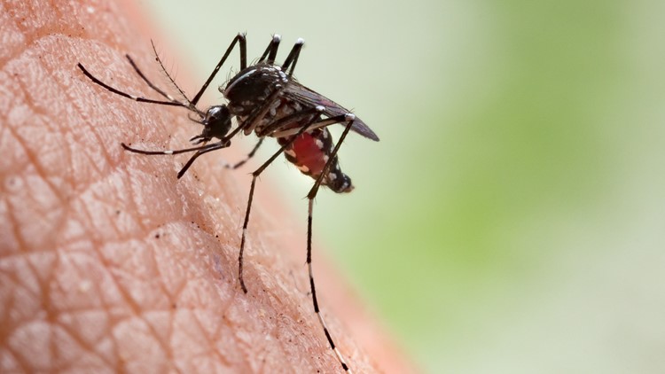 West Nile Found In San Diego County West Nile Found In San Diego County