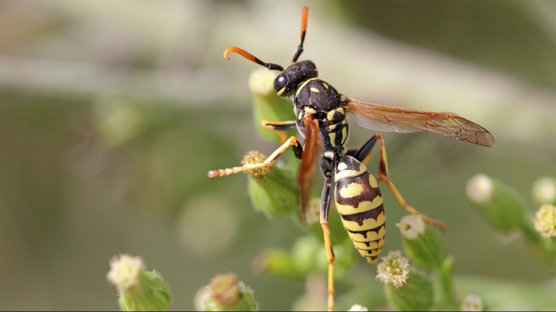 The best ways to get rid of yellow jackets, wasps | krem.com