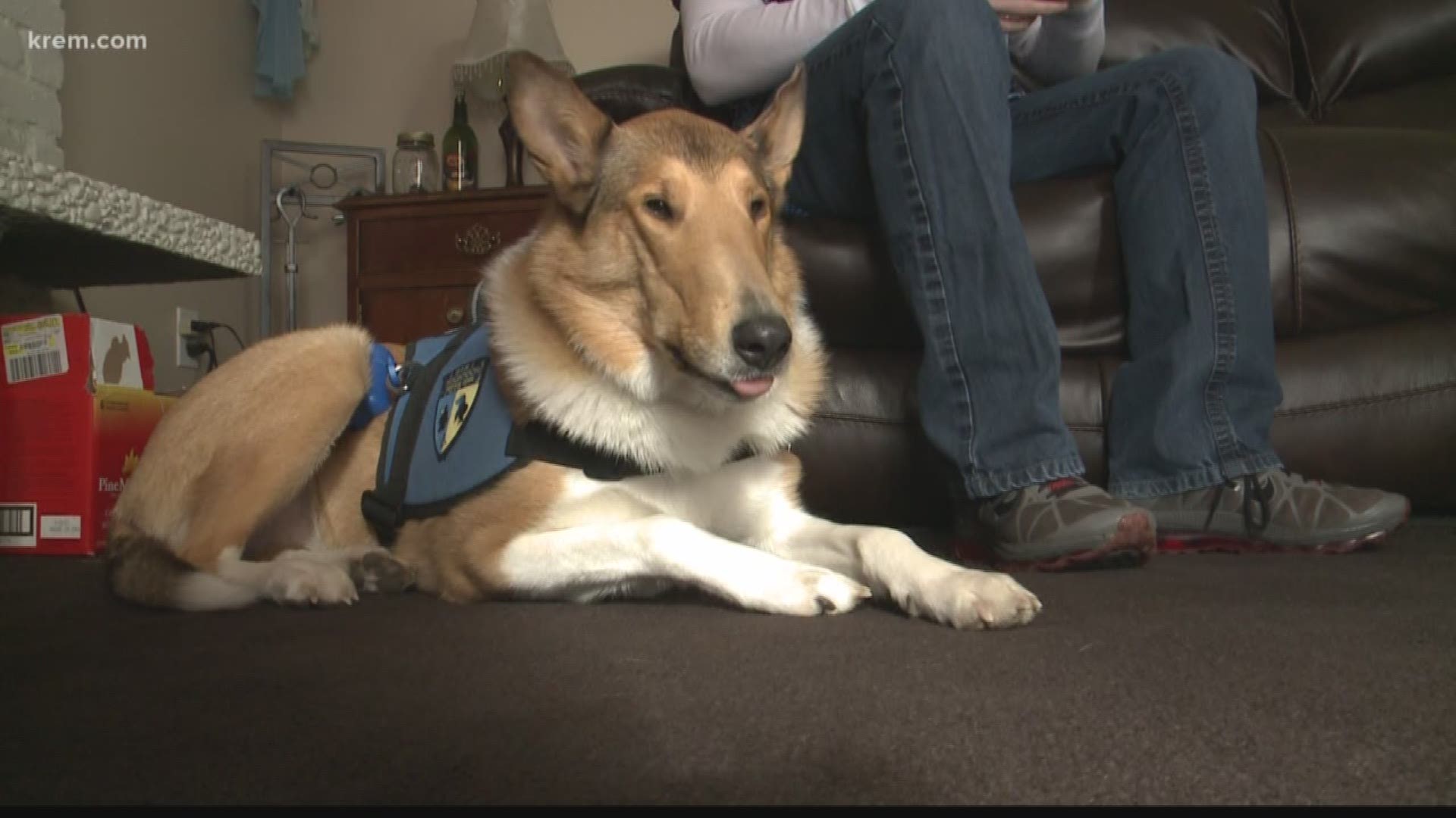Disabled veteran's service dog put down after Lymphoma diagnosis