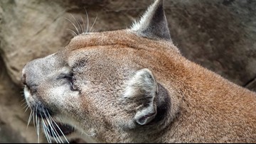 9-year-old girl attacked by cougar in Stevens County