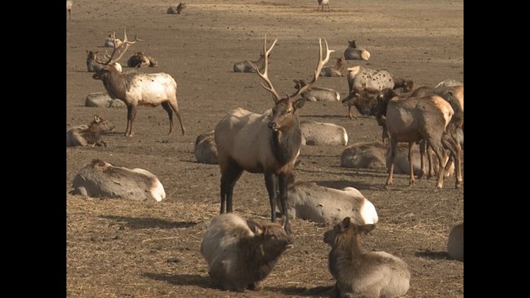 WDFW asking for the public's help to solve a poaching case involving three bull elk in Fairfield
