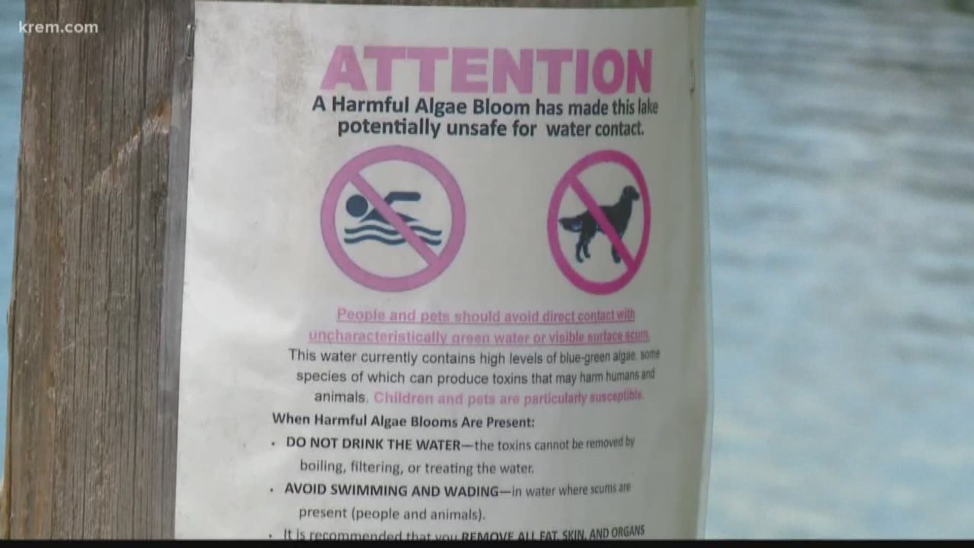 KREM's Taylor Viydo spoke with public health officials about what you should do if you spot an algae bloom in a body of water this summer.