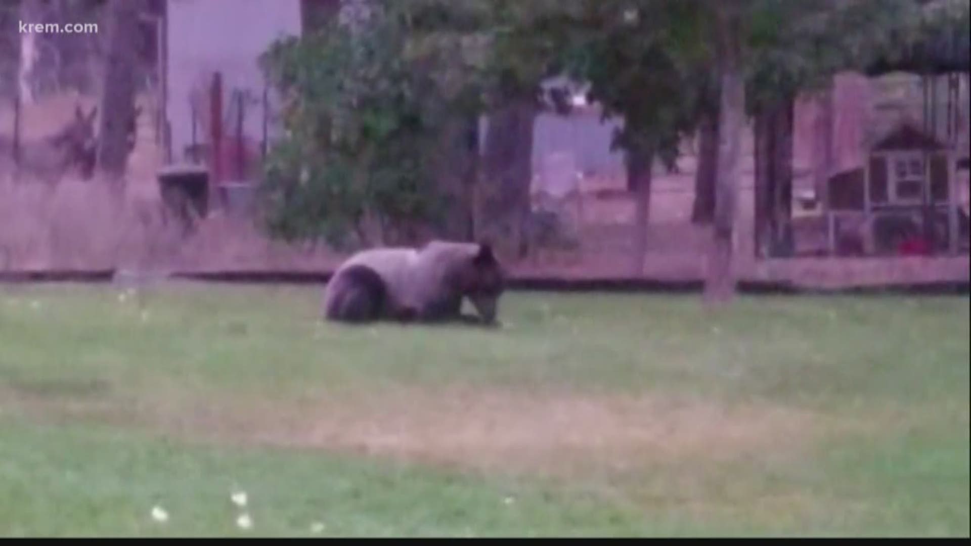 North Idaho family finds grizzly bear in their yard (8-13-18)
