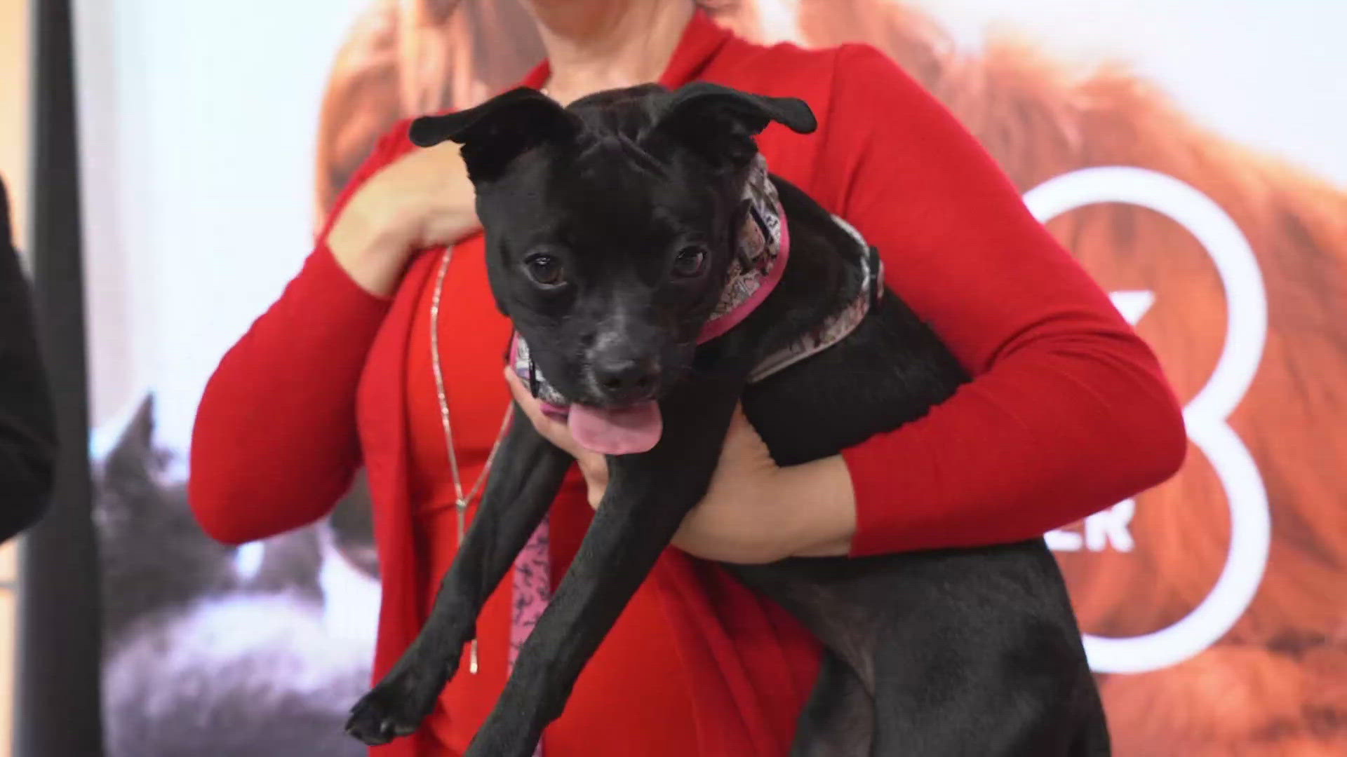 Tango is an adorable Boston Terrier mix. She prefers to be the only pet in the house. Her adoption fee is $275 and she is spayed, has a microchip, is fully vaccinate