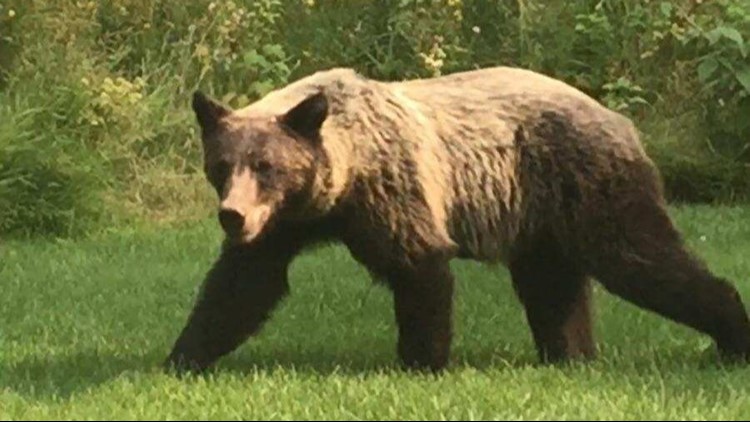 Grizzly bear euthanized in Boundary County after attacks on livestock