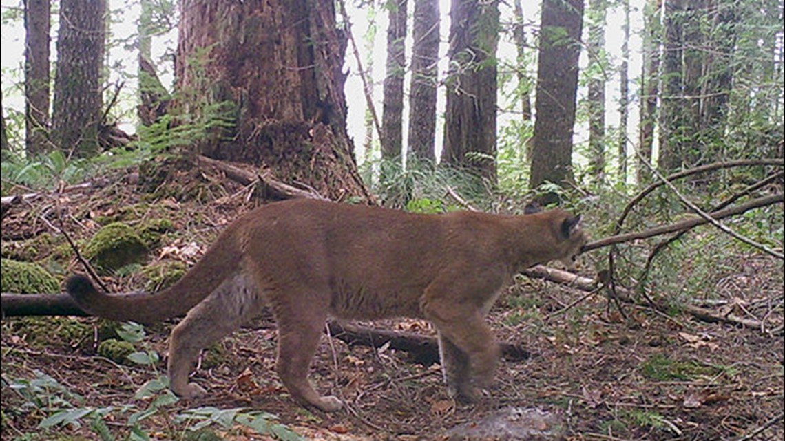Searchers Plan To Kill Cougar Test Dna To Confirm It Killed Hiker Near