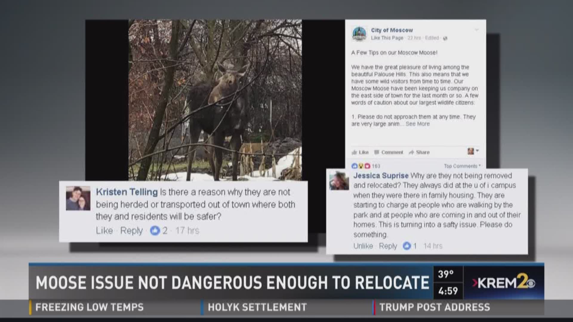 IDFG: Moose spotted in Moscow not dangerous enough to relocate
