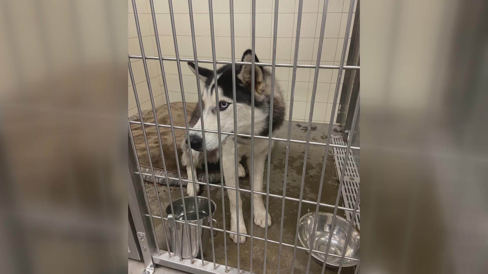 A silver lining after a stolen beer truck leads police to a dog needing help.