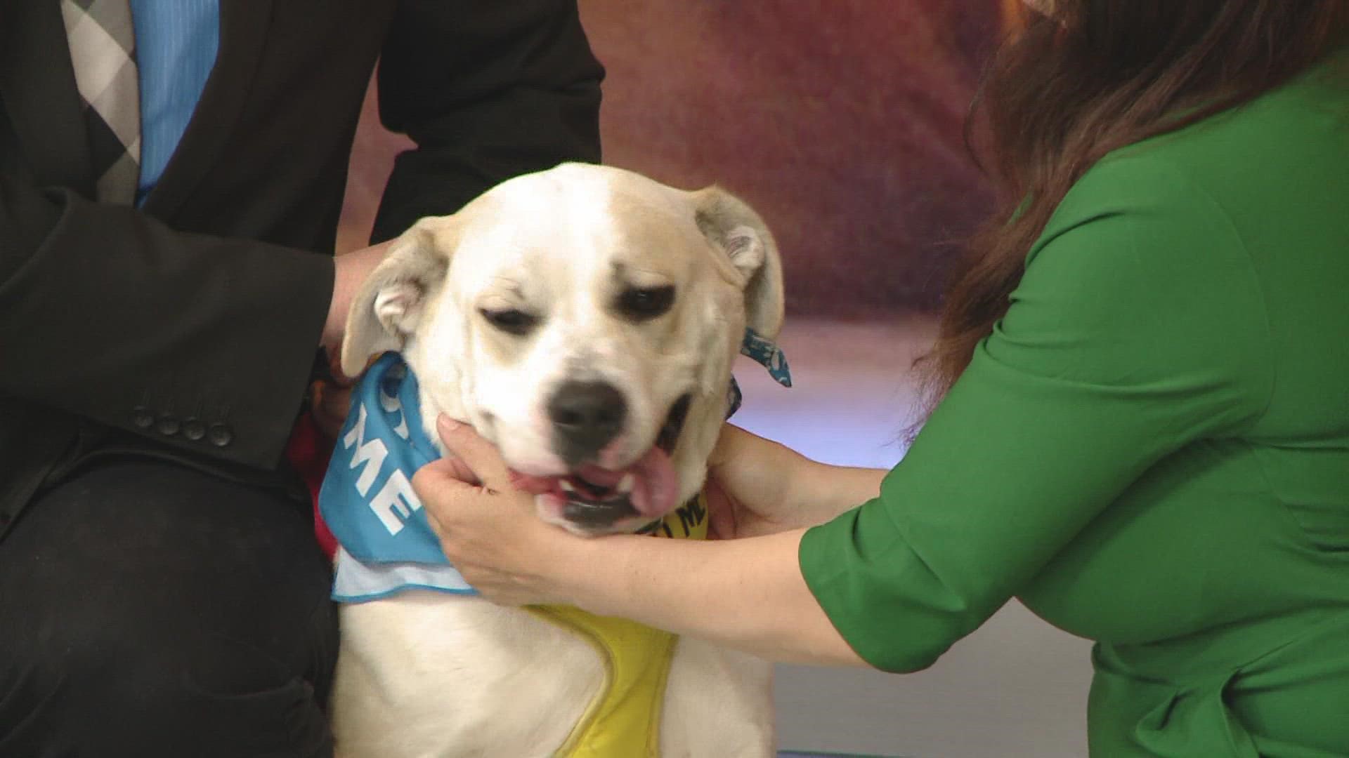 Dixie brought enough energy for the entire newsroom when she visited KREM 2 for Pick of the Litter on August 9.