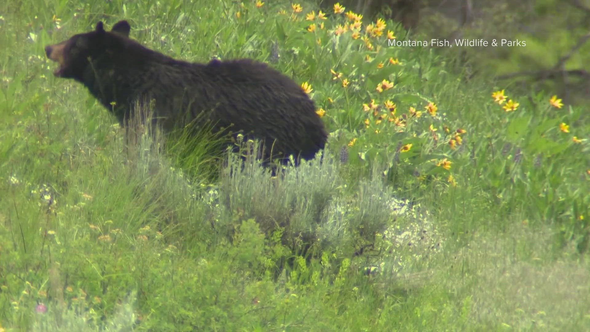 According to Montana Fish, Wildlife & Parks, the bear attacked the child while in a tent.