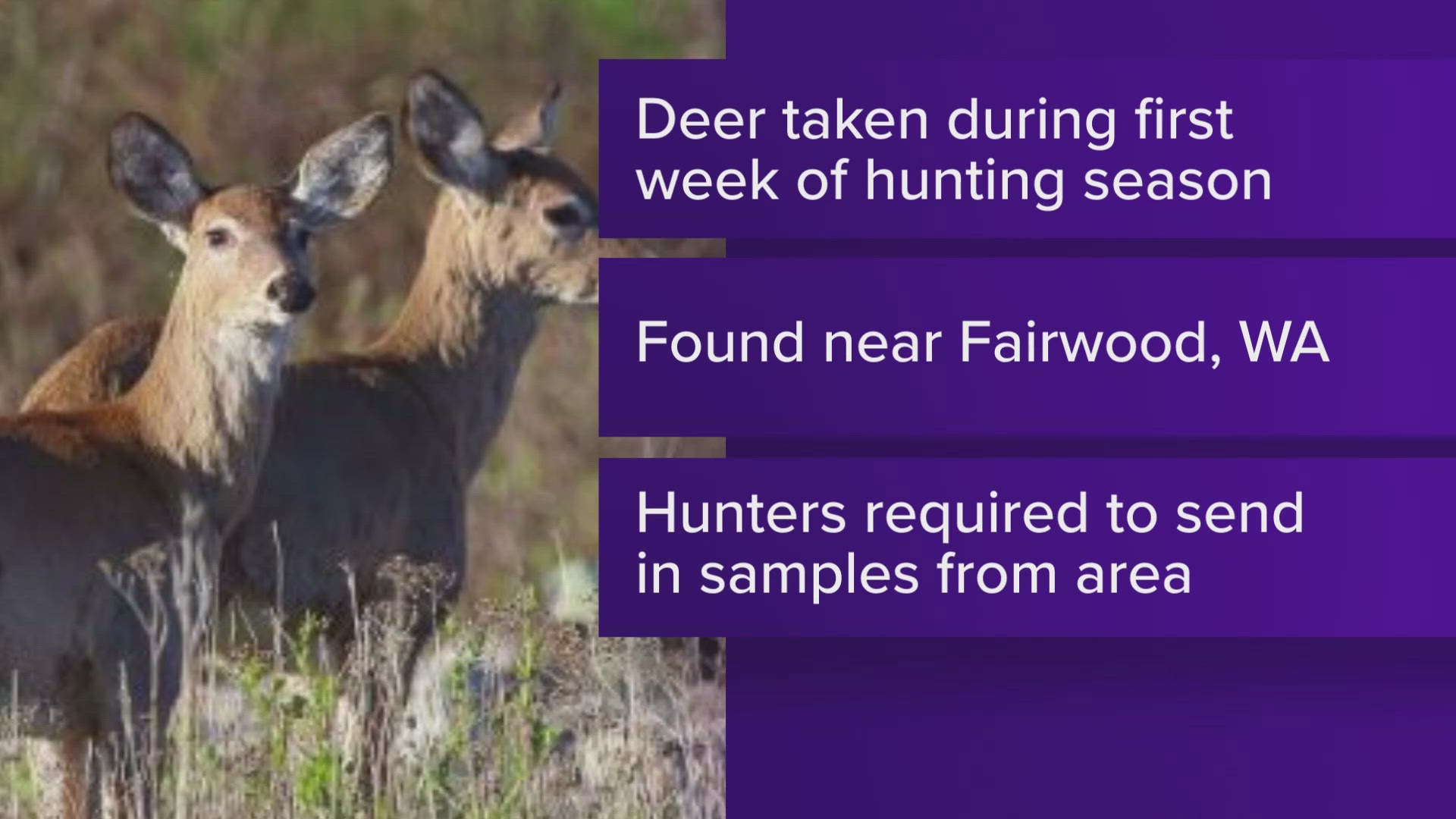 CWD was found in an adult male white-tailed deer which was harvested by a hunter during the opening weekend of deer hunting season.