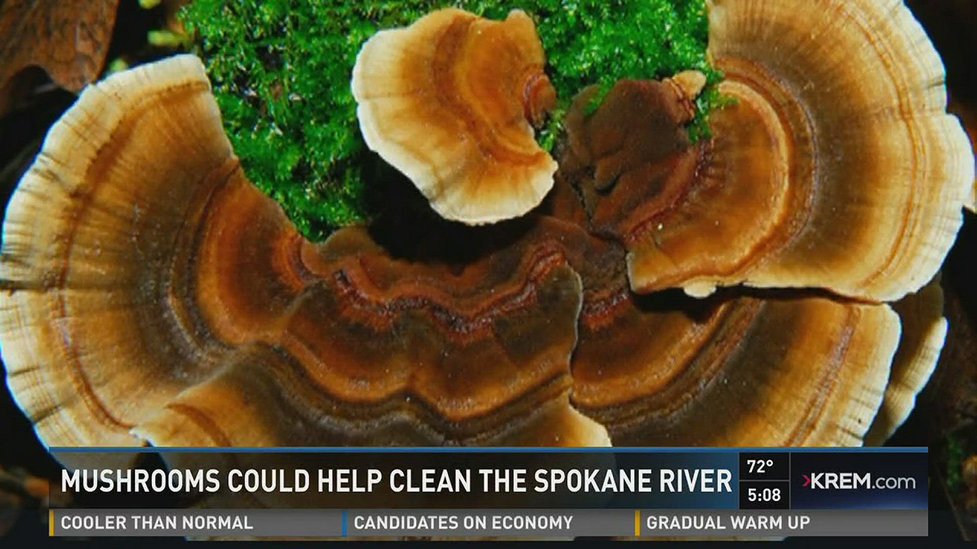 Mushrooms could help clean the Spokane River