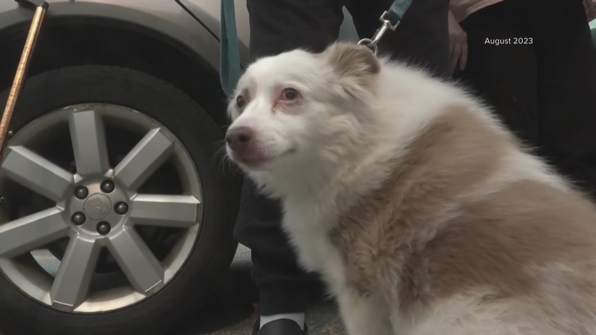 New Washington law aims to boost pet safety during disasters | krem.com
