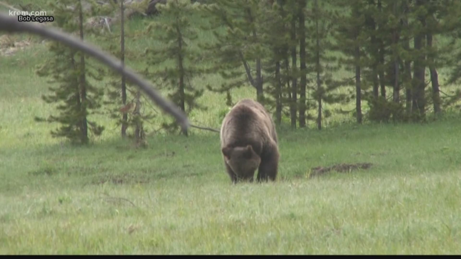 Hayden man mauled by grizzly to appear on 'Animal Planet' show 