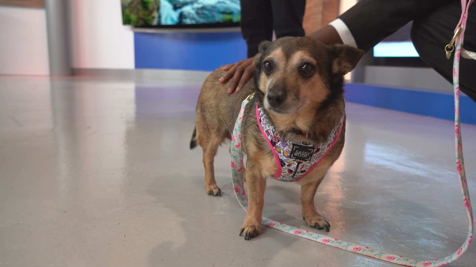 Princess is a 10-year-old lady looking for some love. The dachshund-chihuahua mix enjoys hanging out inside of the house.