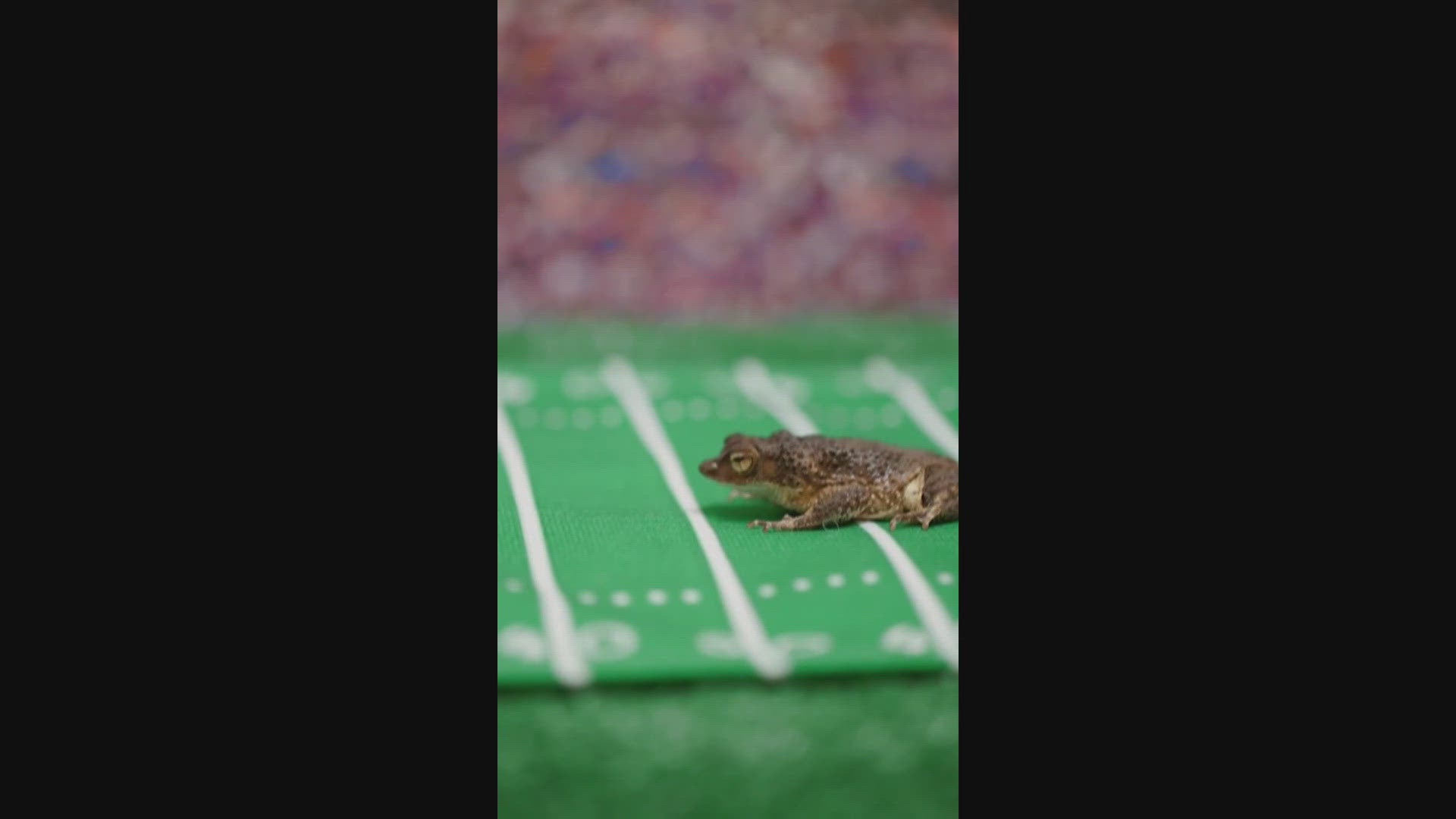 Toad Predicts Super Bowl LX winner