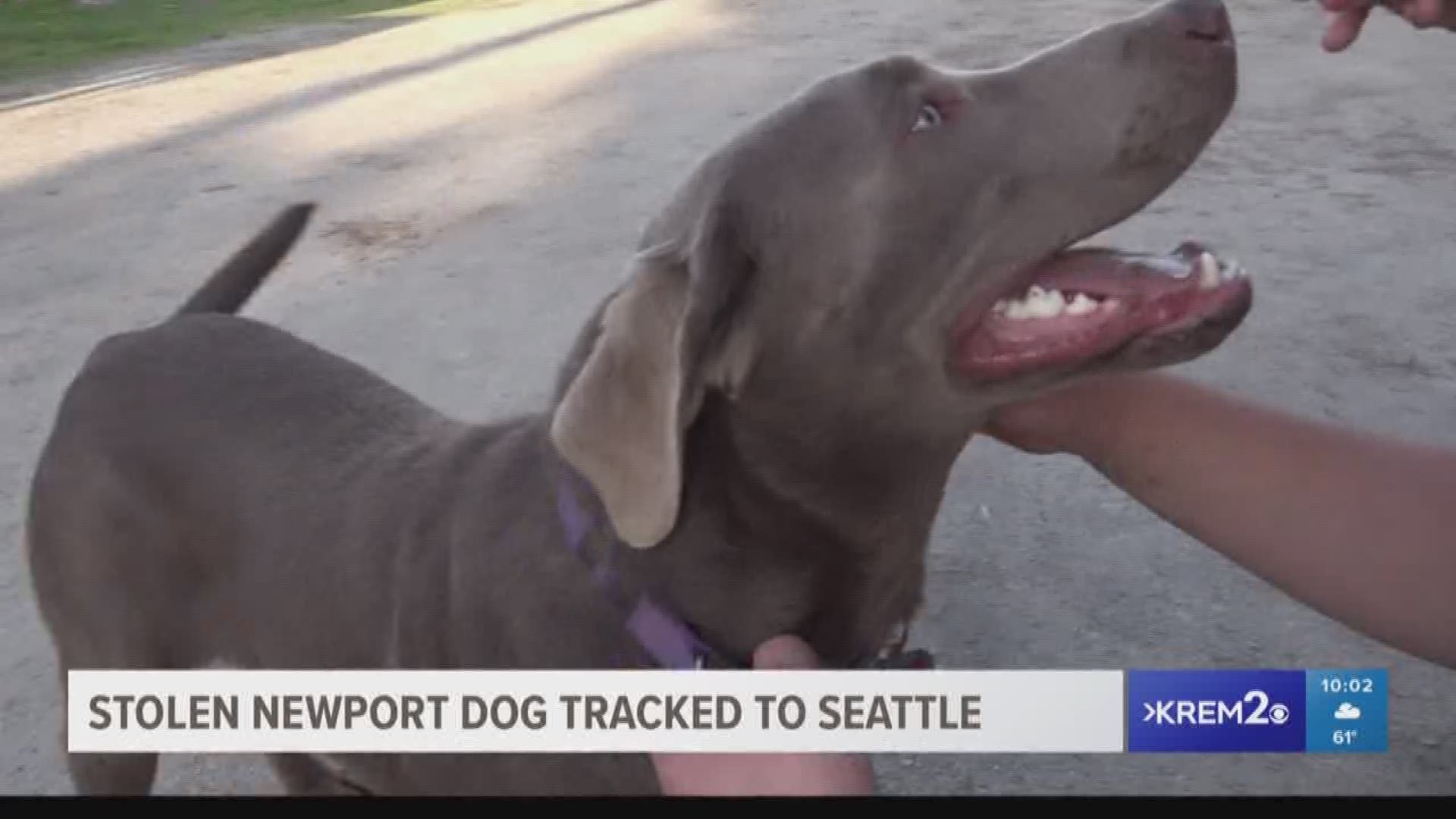 Stolen Newport dog tracked to Seattle (5-4-18)
