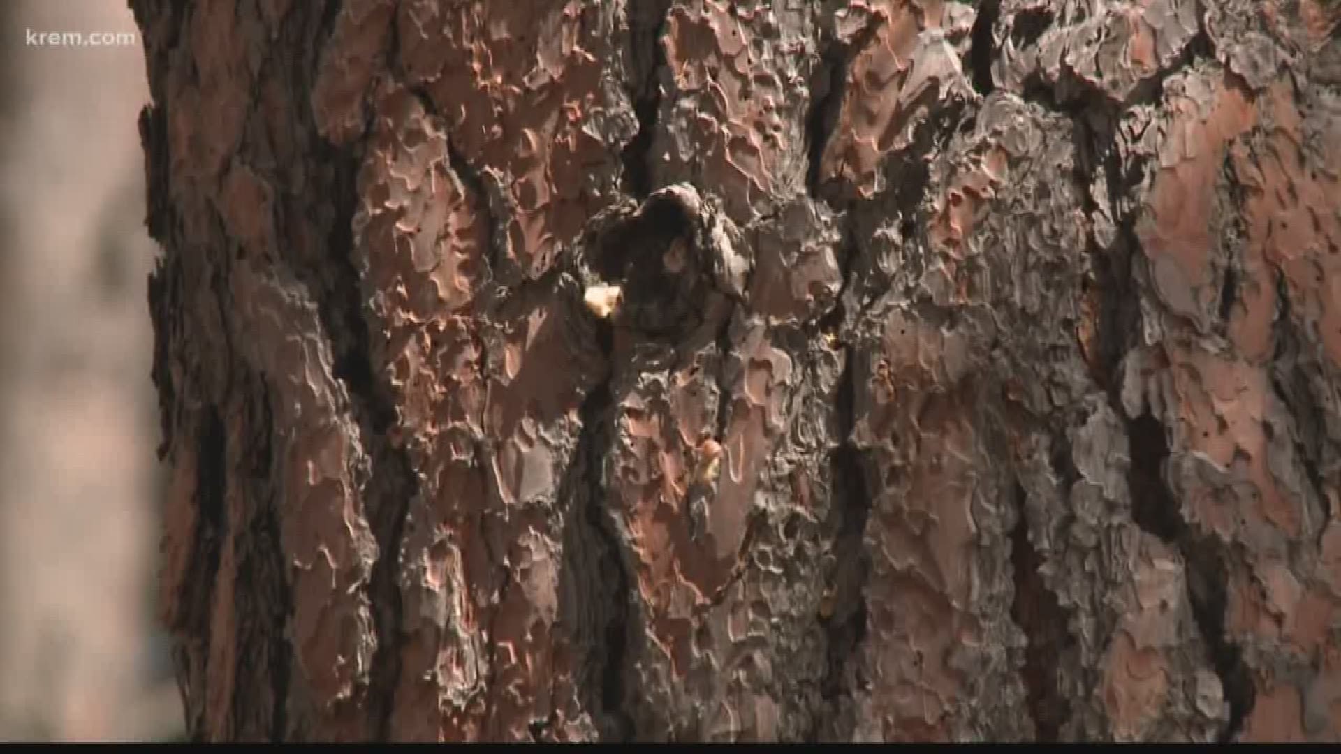 Bark beetles kill trees, affect roughly three acres at Post Falls park