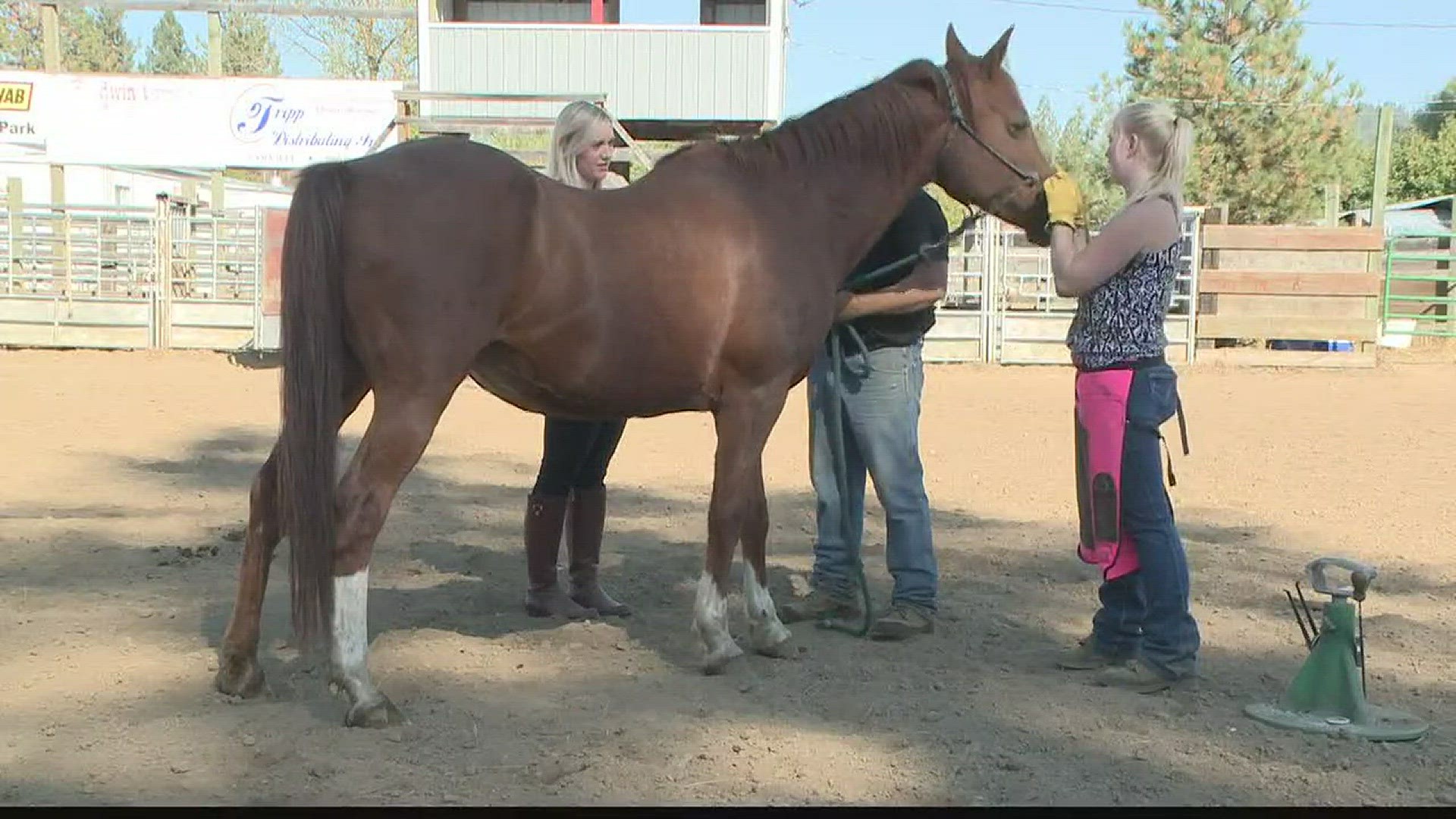 KREM 2's Lindsay Nadrich follows up on some abandoned horses that were taken in by another horse rescue.