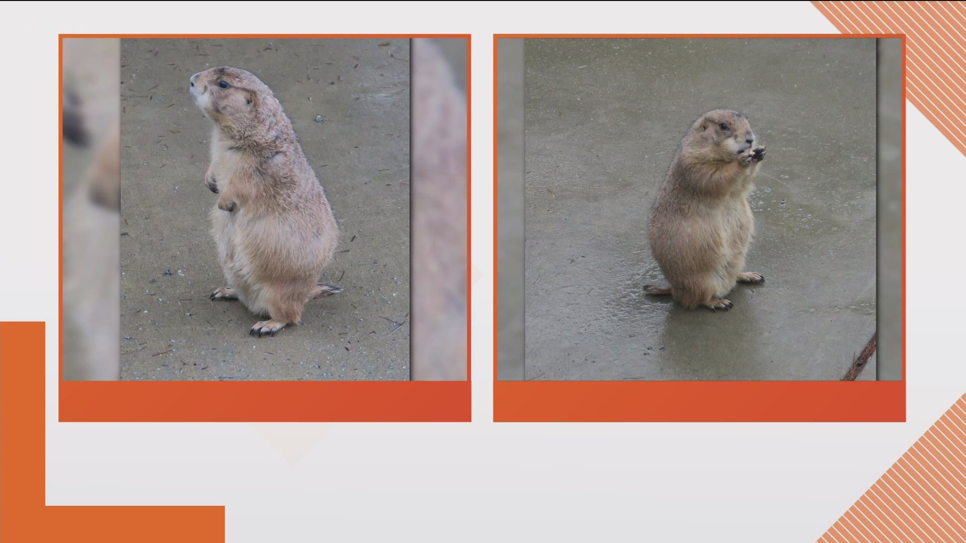 The Prairie dog's owner Tim Lutz says they predicted spring will come early this year.