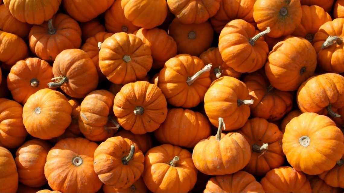 Your guide to picking the perfect Green Bluff pumpkin, apple | krem.com