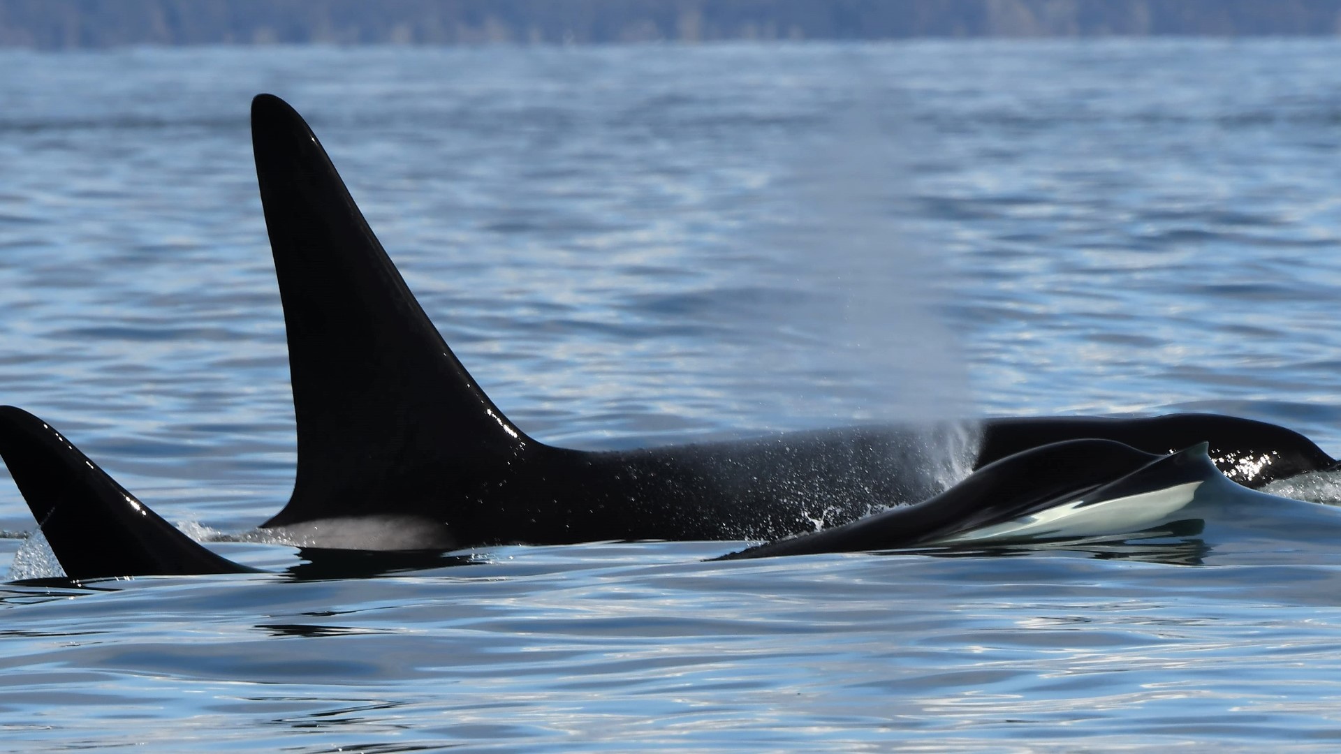 Bigg's killer whales and humpbacks were spotted in record-breaking numbers in 2022.