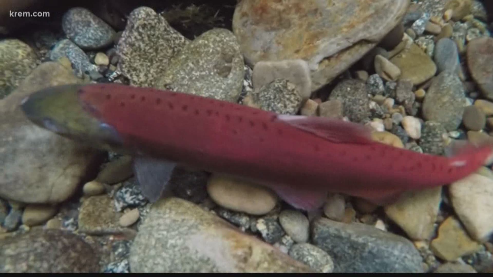 Once a year, mature Kokanee Salmon that normally live in Lake Pend Oreille swim upstream to spawn. The salmon turn bright pink during the process.
