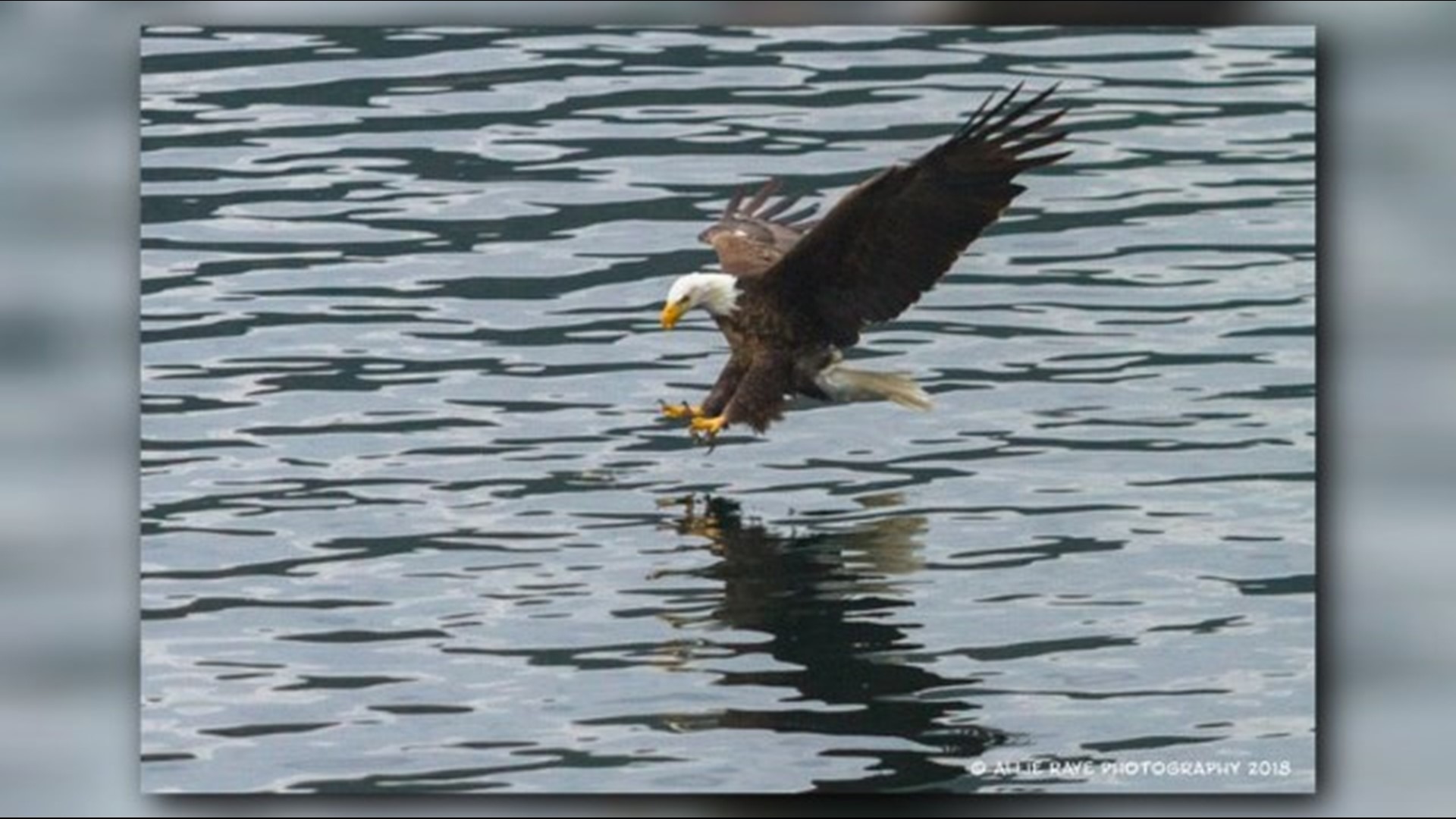 Bald eagles flock to Lake Coeur d'Alene to feed on Kokanee Salmon