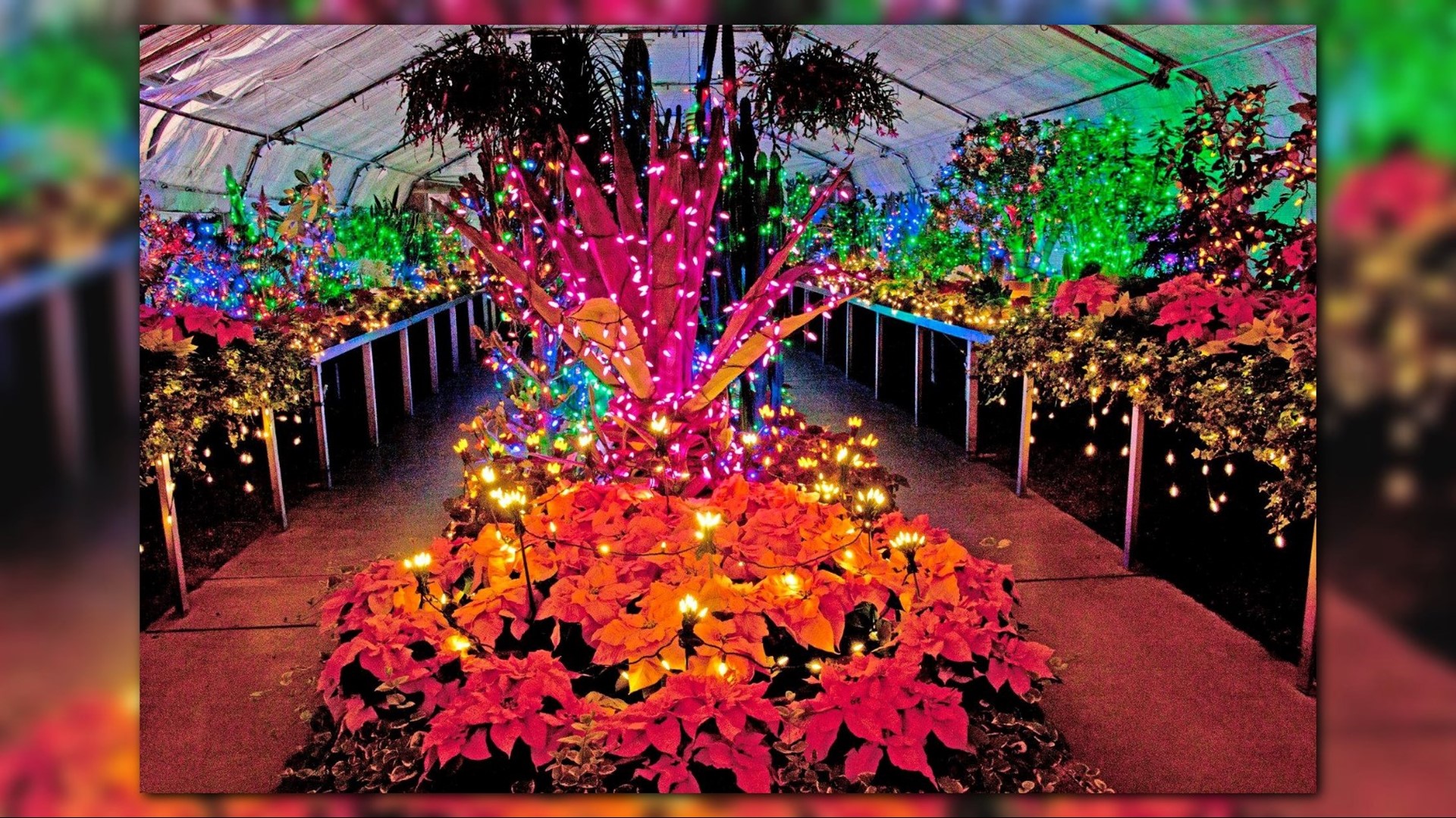 Christmas lights return to Manito Park's Gaiser Conservatory on Friday