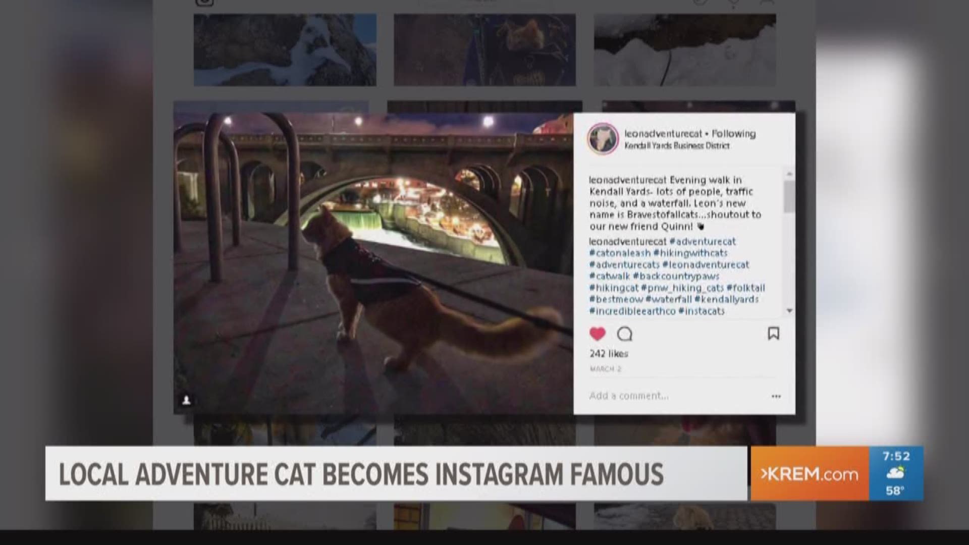 Local adventure cat gets Instagram famous (5-14-18)