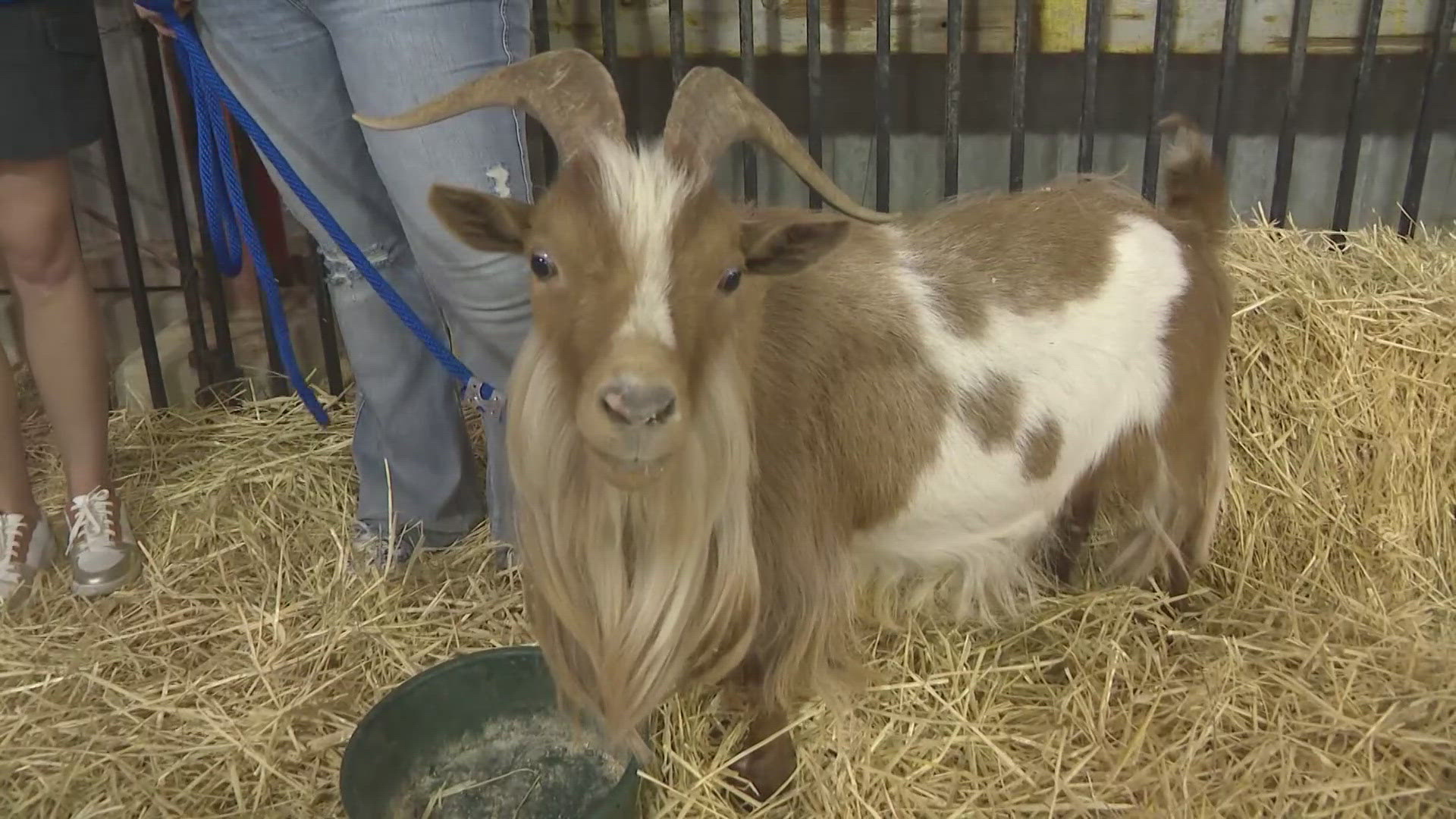 The KREM 2 team got to meet this year's fair mascot, Bo the Goat, along with last year's mascot, Cedar the Highland Cow.