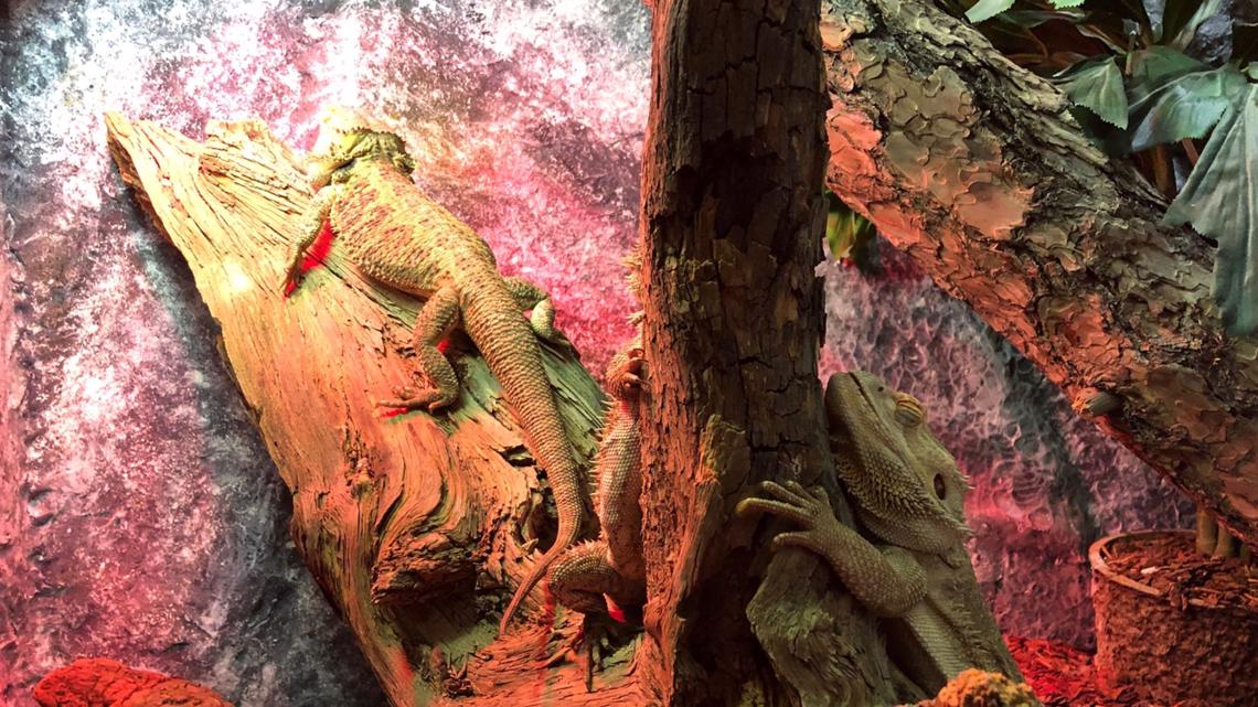 Blue Zoo interactive aquarium opens Thursday at Northtown Mall