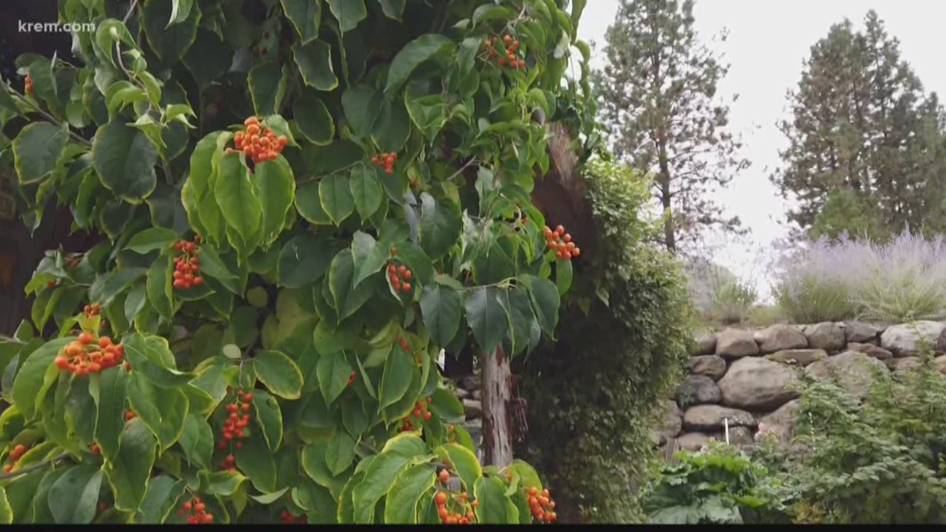 Spokane gardeners are trying to protect their plants in light of the weekend forecast. KREM 2's Brandon Jones spoke with a local organization to get some tips.