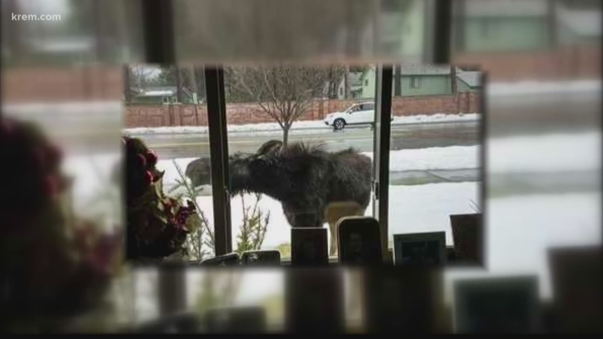 Paul Creighton sees majestic moose visiting his neighborhood. They are pretty to look at, as long as you give them space.
