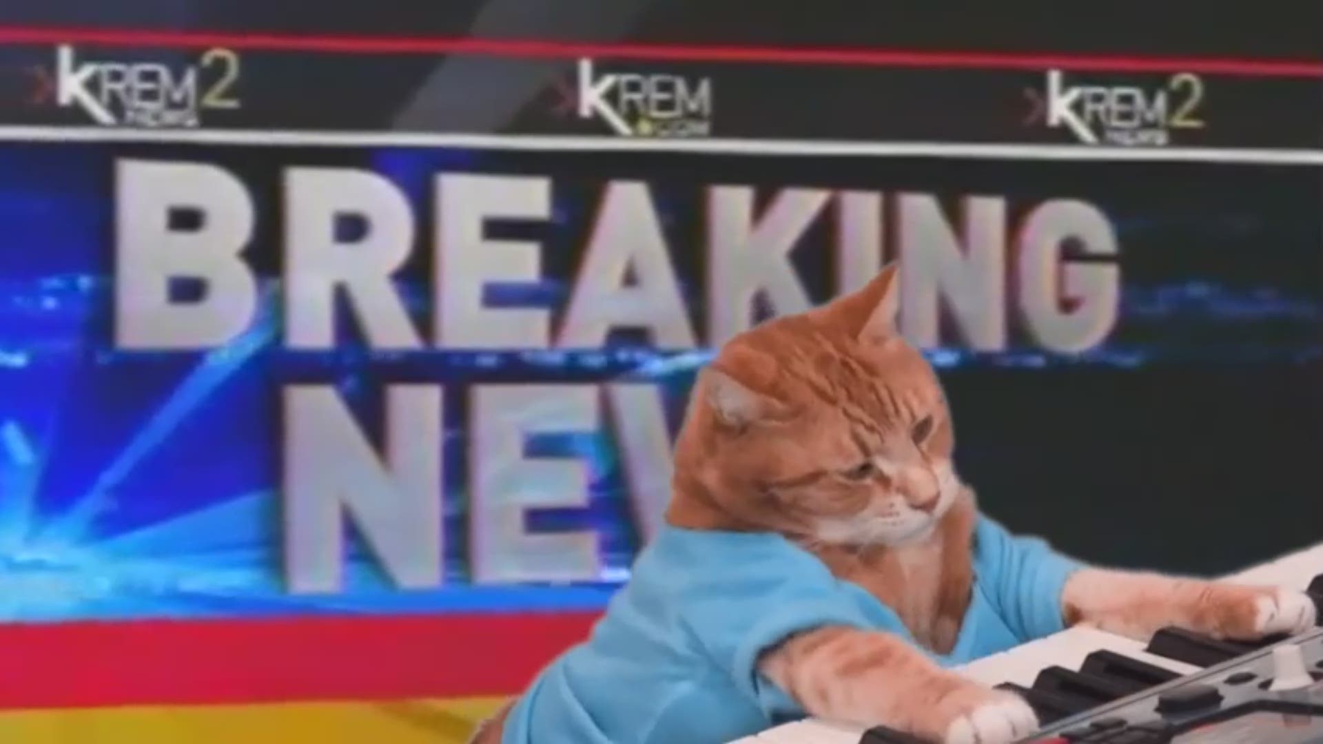 Keyboard cat makes his world premiere at Spokane Street Music Week.