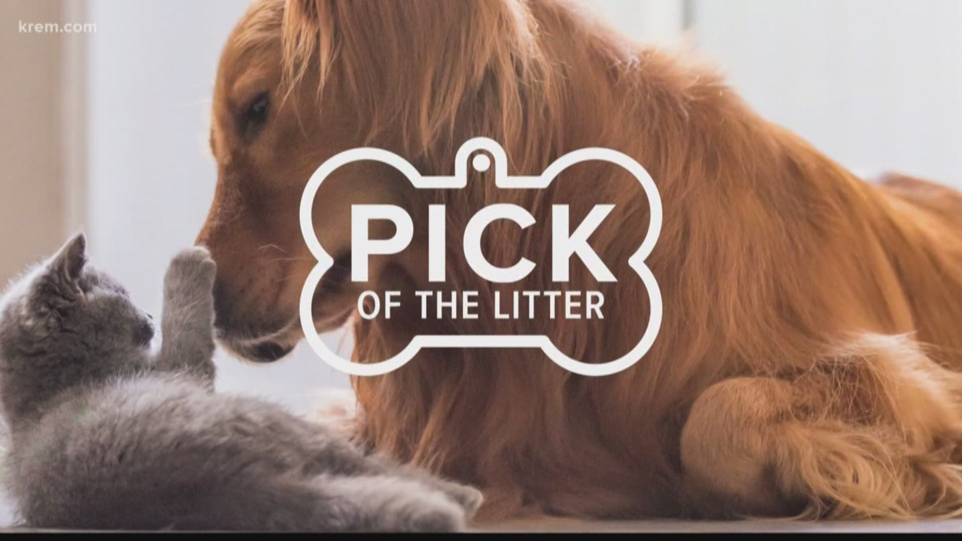 Meet this week's Pick of the Litter on Sept. 3, 2019!