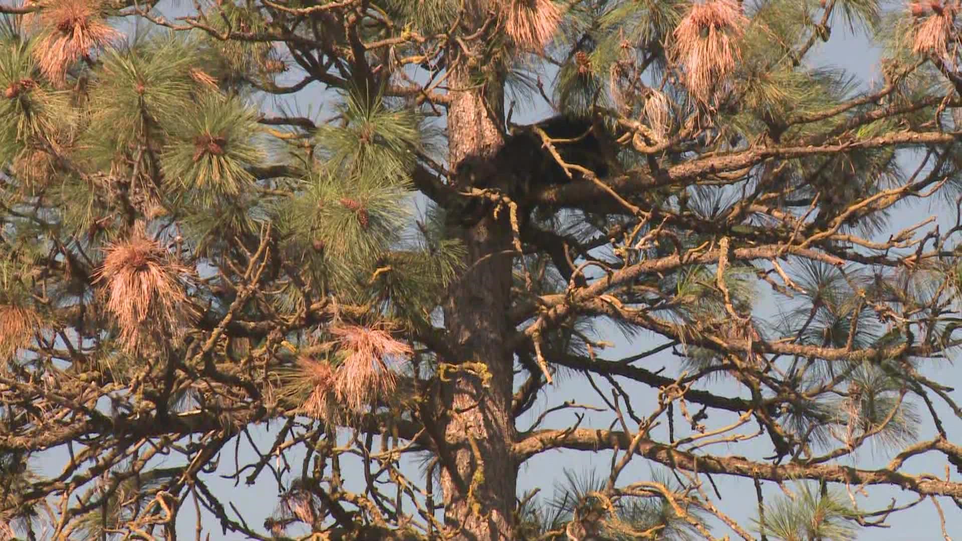 A bear was seen near the old Fairwood Pool in north Spokane on Wednesday morning. It comes hours after a bear sighting near a Mead elementary school.