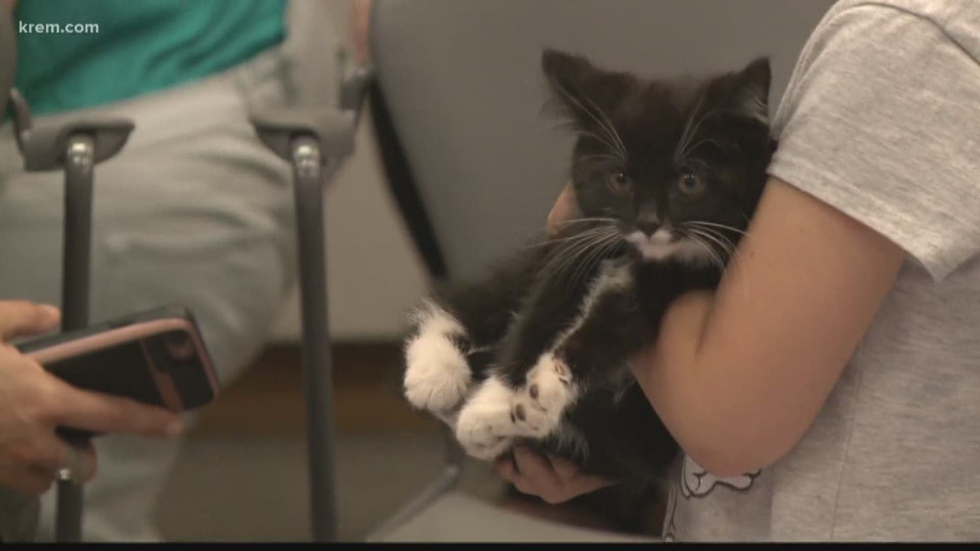 This week was 'Pet week' across the nation and the library decided to get in on the action by hosting a 'Cat Cafe.' Everyone was loving on these kittens.