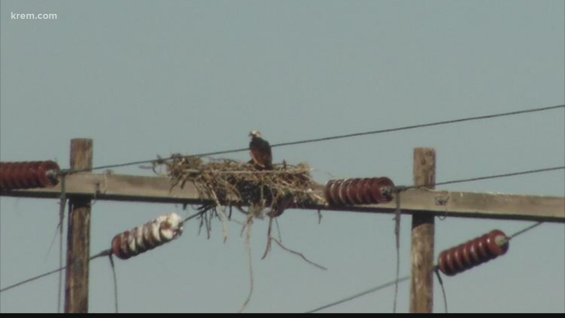 Bonneville Power Administration will be removing an ospreys nest on a high voltage transmission line power pole.