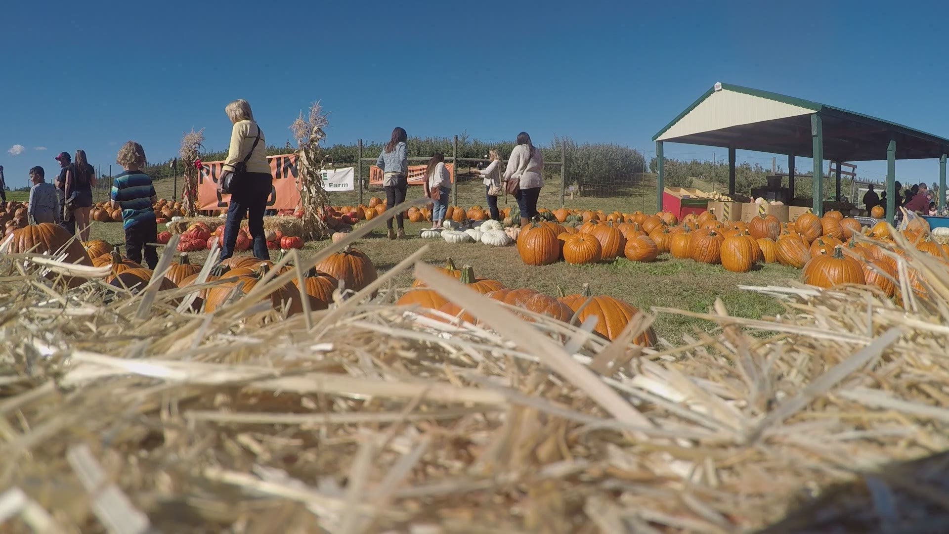 'We want to give families a sense of normalcy' Fall Festival kicks off