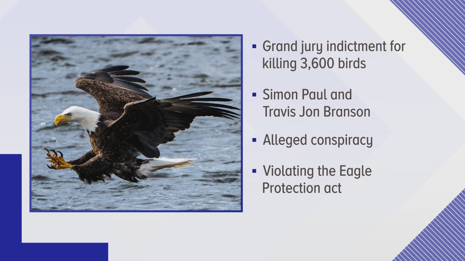 Many of the birds killed were federally protected eagles. Simon Paul and Travis John Branson allegedly sold them on the black market.