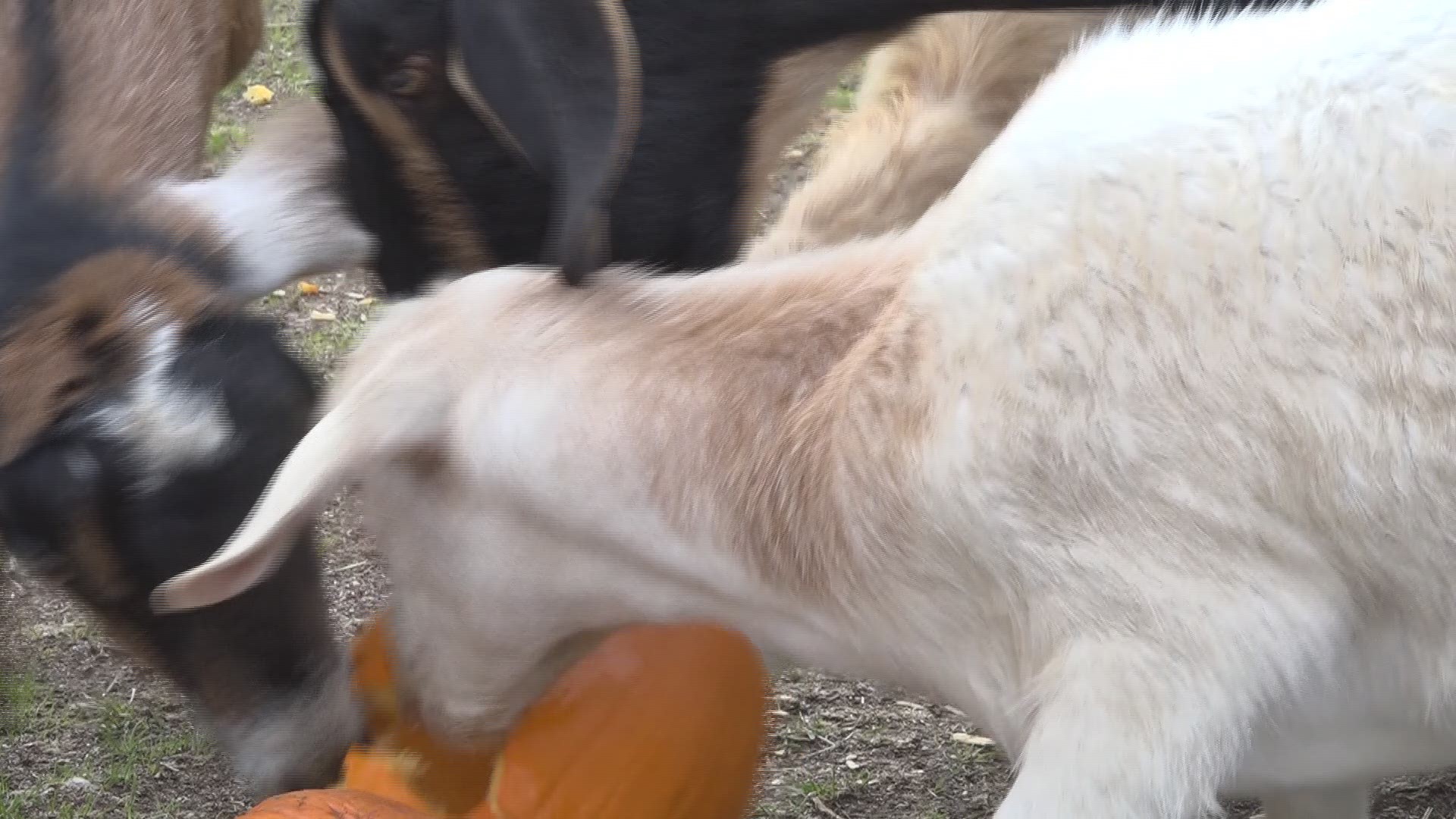 Animal sanctuary repurposes pumpkins for food