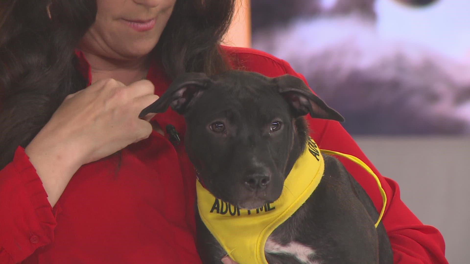 Pick of the Litter Ruth